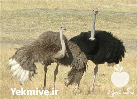 فروش تخم نطفه دار شترمرغ کانادایی در ایلام در گروه انواع تخم ها - مرغ بوقلمون پرنده عمده کشاورزی در یکمیوه -عکس1