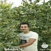 فروش نهال گردو ژنوتیپ 7 در کرج در گروه خرید فروش نهال - انواع گردو پسته بادام سلطانی انگور در یکمیوه