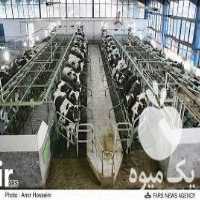 فروش گاوداری در نظرآباد در البرز در گروه اجاره فروش دامداری - صنعتی سنتی مدرن نوین ایران دامپروری در یکمیوه