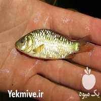 فروش بچه ماهیان گرمابی کپور در ارومیه در گروه ماهی کپور - ماهیان معمولی علف خوار پرورشی خرید و فروش در یکمیوه