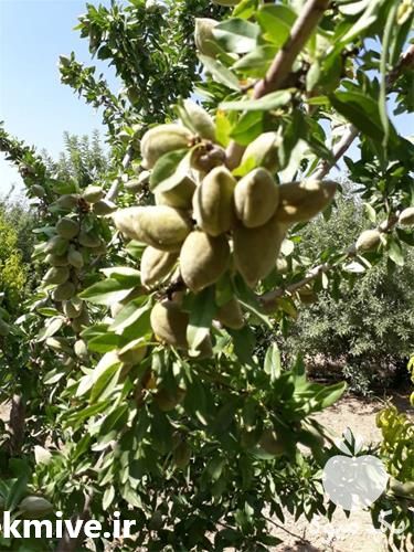 فروش نهال بادام در بوشهر در گروه خرید فروش نهال - انواع گردو پسته بادام سلطانی انگور در یکمیوه -عکس1