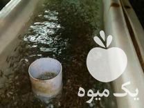 فروش تخم چشم زده و بچه ماهی قزل آلا در تهران در گروه انواع ماهی - سالمون شیر کپور قرمز شوریده سفید گوپی مرکب در یکمیوه -عکس1