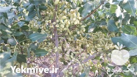 خرید نهال پسته پایه اکبری در تهران در گروه خرید فروش نهال - انواع گردو پسته بادام سلطانی انگور در یکمیوه -عکس1