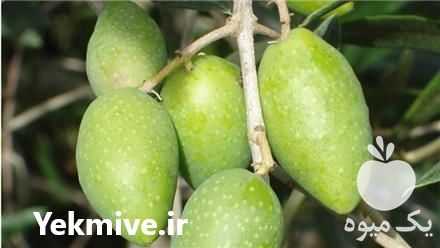 خرید نهال زیتون الک ترکیه در تهران در گروه خرید فروش نهال - انواع گردو پسته بادام سلطانی انگور در یکمیوه -عکس1