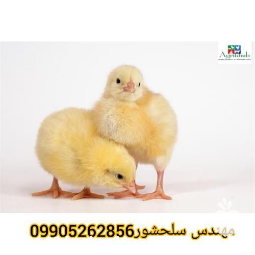 فروش تخم نطفه دار مرغ در ایلام در گروه انواع تخم ها - مرغ بوقلمون پرنده عمده کشاورزی در یکمیوه -عکس1