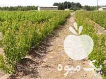 فروش انواع نهال اصلاح شده دانش بنیان در مشهد در گروه خرید فروش نهال - انواع گردو پسته بادام سلطانی انگور در یکمیوه -عکس1