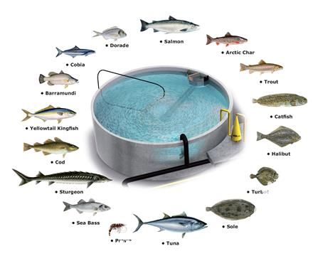 فروش ساخت مخازن پرورش آبزیان در تهران در گروه تجهیزات ماهیگیری - خرید و فروش محصولات در یکمیوه -عکس1