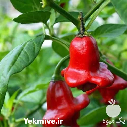 فروش بذر فلفل زنگوله ای قرمز در تهران در گروه خرید فروش بذر - انواع محصول کشاورزی گوجه کتان میوه درخت در یکمیوه -عکس1