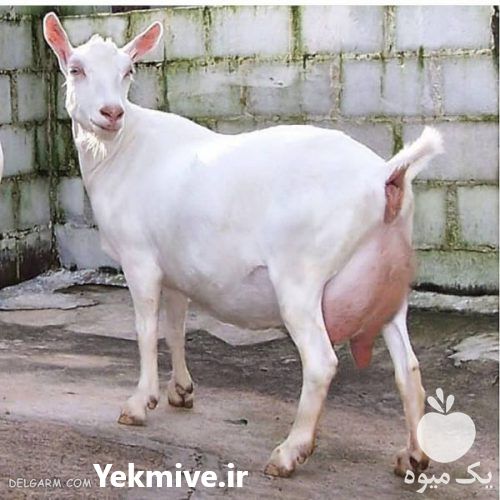 فروش بز سانن در اصفهان در گروه خرید فروش ابزار ها و تجهیزات کشاورزی - دستی برقی ماشینی بیل کلنگ در یکمیوه -عکس1