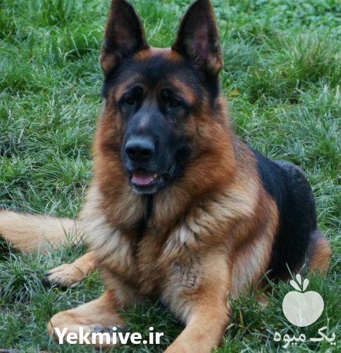 فروش توله سگ های ژرمن در تهران در گروه سگ و گربه _ نگهبان هاسکی ژرمن دوبرمن سرابی در یکمیوه -عکس1