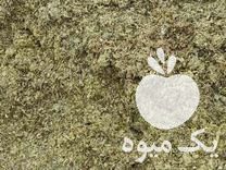 فروش ذرت دانه دار در اقبالیه در گروه خرید فروش عمده ذرت - بلال مکزیکی علوفه دانه کشاورز در یکمیوه -عکس1