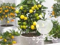 فروش نهال لایم کوات در نکا در گروه خرید فروش نهال - انواع گردو پسته بادام سلطانی انگور در یکمیوه -عکس1