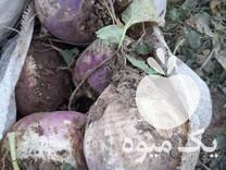 فروش شلغم درشت خوراک دام در اصفهان در گروه خوراک دام و طیور - پرواری شیری علوفه یونجه در یکمیوه -عکس1