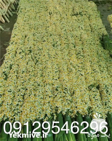 فروش گل نرگس در تهران در گروه خرید فروش عمده گیاهان زینتی - گرمسیری آپارتمانی باغچه آب در یکمیوه -عکس1