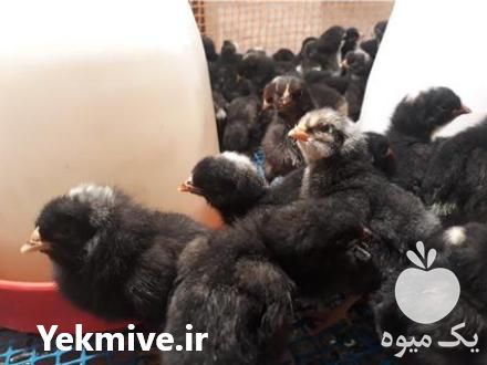 فروش مرغ بلک استار در تهران در گروه مرغ و خروس و بوقلمون و اردک قو قاز در یکمیوه -عکس1