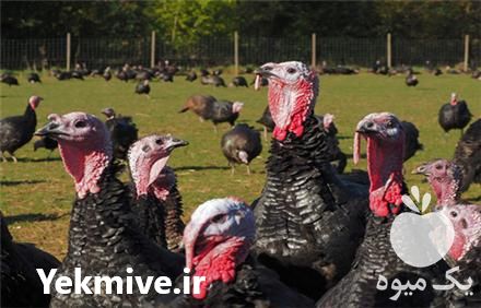 فروش جوجه بوقلمون در تهران در گروه انواع تخم ها - مرغ بوقلمون پرنده عمده کشاورزی در یکمیوه -عکس1