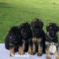 فروش توله ژرمن شپرد از تبارریکس در کرج در گروه سگ و گربه _ نگهبان هاسکی ژرمن دوبرمن سرابی در یکمیوه