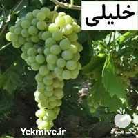 فروش نهال انگور در انواع گوناگون در تهران در گروه خرید فروش نهال - انواع گردو پسته بادام سلطانی انگور در یکمیوه