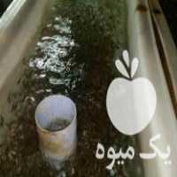 فروش تخم چشم زده و بچه ماهی قزل آلا در تهران در گروه انواع ماهی - سالمون شیر کپور قرمز شوریده سفید گوپی مرکب در یکمیوه