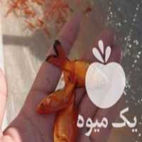 پیش فروش ماهی قرمز و کوی در تهران در گروه انواع ماهی - سالمون شیر کپور قرمز شوریده سفید گوپی مرکب در یکمیوه