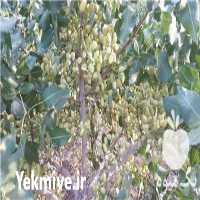 خرید نهال پسته پایه اکبری در تهران در گروه خرید فروش نهال - انواع گردو پسته بادام سلطانی انگور در یکمیوه