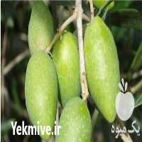 خرید نهال زیتون الک ترکیه در تهران در گروه خرید فروش نهال - انواع گردو پسته بادام سلطانی انگور در یکمیوه