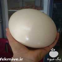 فروش تخم شترمرغ در کرمانشاه در گروه انواع تخم ها - مرغ بوقلمون پرنده عمده کشاورزی در یکمیوه