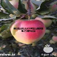 فروش نهال سیب در قزوین در گروه خرید فروش نهال - انواع گردو پسته بادام سلطانی انگور در یکمیوه