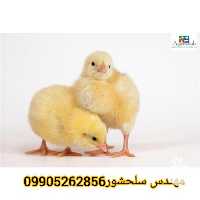 فروش تخم نطفه دار مرغ در ایلام در گروه انواع تخم ها - مرغ بوقلمون پرنده عمده کشاورزی در یکمیوه