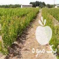 فروش انواع نهال اصلاح شده دانش بنیان در مشهد در گروه خرید فروش نهال - انواع گردو پسته بادام سلطانی انگور در یکمیوه