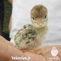 فروش جوجه بلدرچین یکروزه فوق سنگین در اصفهان در گروه انواع تخم ها - مرغ بوقلمون پرنده عمده کشاورزی در یکمیوه