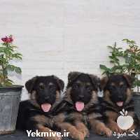 فروش فوق العاده ژرمن اصیل در تهران در گروه سگ و گربه در یکمیوه