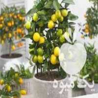 فروش نهال لایم کوات در نکا در گروه خرید فروش نهال - انواع گردو پسته بادام سلطانی انگور در یکمیوه