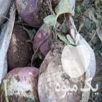 فروش شلغم درشت خوراک دام در اصفهان در گروه خوراک دام و طیور - پرواری شیری علوفه یونجه در یکمیوه