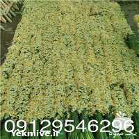 فروش گل نرگس در تهران در گروه خرید فروش عمده گیاهان زینتی - گرمسیری آپارتمانی باغچه آب در یکمیوه