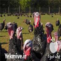 فروش جوجه بوقلمون در تهران در گروه انواع تخم ها - مرغ بوقلمون پرنده عمده کشاورزی در یکمیوه