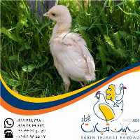 آگهی مشابه فروش جوجه بوقلمون بیوتی گوشتی در تهران در گروه مرغ و خروس و بوقلمون و اردک قو قاز در یکمیوه