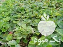 فروش بوته توت فرنگی گاماراسو در قائم شهر در گروه خرید فروش عمده توت فرنگی - خرید فروش عمده قرمز سفید در یکمیوه -عکس1