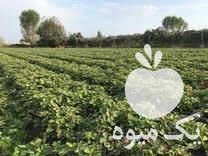 فروش بوته توت فرنگی در کیاکلا در گروه خرید فروش عمده توت فرنگی - خرید فروش عمده قرمز سفید در یکمیوه -عکس1