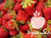 فروش بوته توت فرنگی کاماراسو در جویبار در گروه خرید فروش عمده توت فرنگی - خرید فروش عمده قرمز سفید در یکمیوه -عکس1