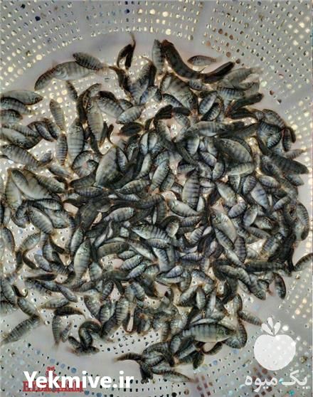 فروش بچه ماهی تیلاپیا در شهریار در گروه انواع ماهی - سالمون شیر کپور قرمز شوریده سفید گوپی مرکب در یکمیوه -عکس1