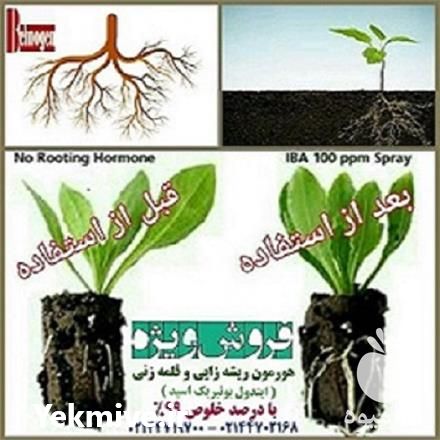 فروش ترکیب ریشه زایی و قلمه زنی گیاه در تهران در گروه خرید فروش عمده انواع گل - پروش قاشقی موسی ساکولنت بن سای در یکمیوه -عکس1