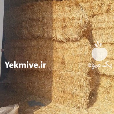 علوفه ذرت،کاه گندم و در تهران در گروه خوراک دام و طیور - پرواری شیری علوفه یونجه در یکمیوه -عکس2