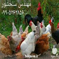 فروش تخم نطفه دار مرغ در زنجان در گروه انواع تخم ها - مرغ بوقلمون پرنده عمده کشاورزی در یکمیوه