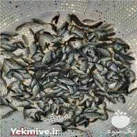 فروش بچه ماهی تیلاپیا در شهریار در گروه انواع ماهی - سالمون شیر کپور قرمز شوریده سفید گوپی مرکب در یکمیوه