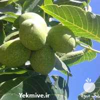 فروش نهال گردو کوپه ای در هرمز در گروه خرید فروش نهال - انواع گردو پسته بادام سلطانی انگور در یکمیوه