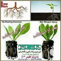 فروش ترکیب ریشه زایی و قلمه زنی گیاه در تهران در گروه خرید فروش عمده انواع گل - پروش قاشقی موسی ساکولنت بن سای در یکمیوه