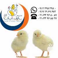 فروش جوجه یکروزه نژاد راس 308 در تهران در گروه مرغ و خروس و بوقلمون و اردک قو قاز در یکمیوه