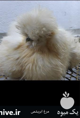 فروش تخم نطفه دار مرغ زینتی در سمنان در گروه انواع تخم ها - مرغ بوقلمون پرنده عمده کشاورزی در یکمیوه -عکس1