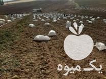 فروش سیب زمینی خوراکی درجه یک در الیگودرز در گروه خرید فروش عمده سیب زمینی - زودرس دیررس آگریا اسپریت اردبیل همدان در یکمیوه -عکس1